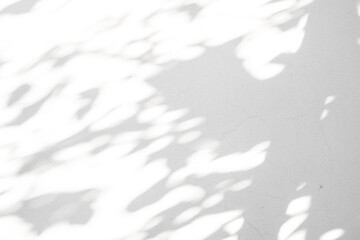 Abstract natural tree leaves shadow on white wall background