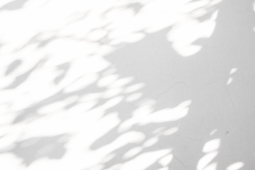 Abstract natural tree leaves shadow on white wall background