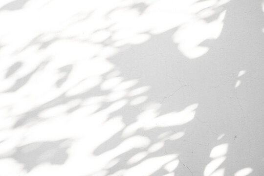 Abstract natural tree leaves shadow on white wall background