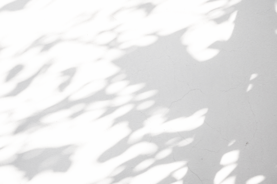 Abstract natural tree leaves shadow on white wall background
