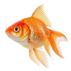 Stunning Orange Goldfish Isolated on White Background High Resolution Image Perfect for Aquariums Pet Stores and More