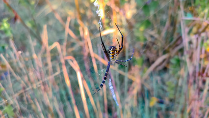 yellow garden spider on a web in the early morning.
