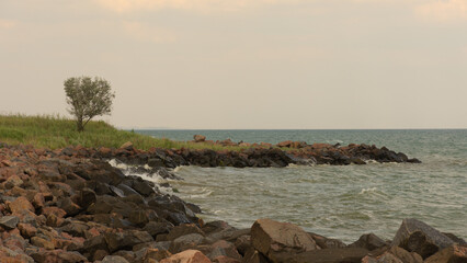 a lonely tree on a rocky coast