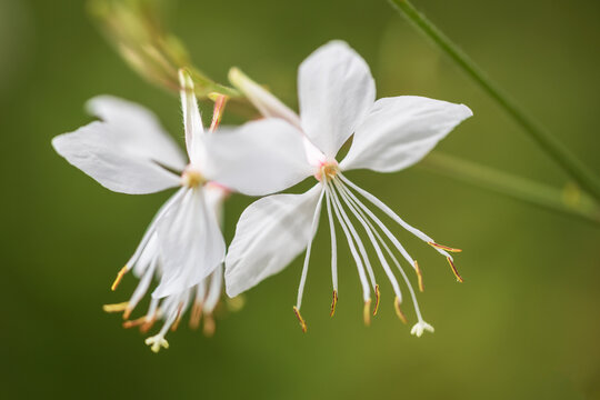 white guara, bee blossom