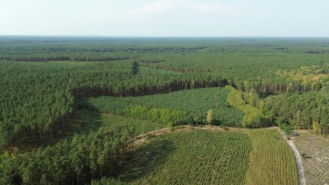 Aerial view of vast green forest plantation