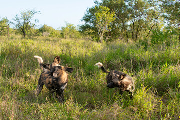 Lycaon, Lycaon pictus, Afrique du Sud