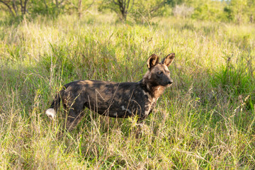 Fototapeta premium Lycaon, Lycaon pictus, Afrique du Sud