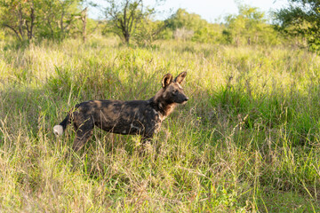 Lycaon, Lycaon pictus, Afrique du Sud