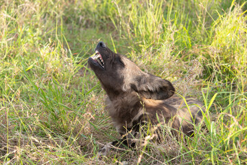 Lycaon, Lycaon pictus, Afrique du Sud