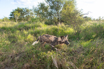 Lycaon, Lycaon pictus, Afrique du Sud