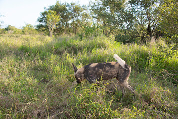 Lycaon, Lycaon pictus, Afrique du Sud