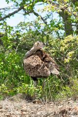 Outarde houppette,.Lophotis ruficrista, Red crested Korhaan, Eupoditis ruficrista