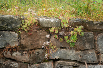 orpin, muret en pierre sèche, Parc naturel régional des Grands Causses, 12, Aveyron, France