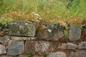 orpin, muret en pierre sèche, Parc naturel régional des Grands Causses, 12, Aveyron, France