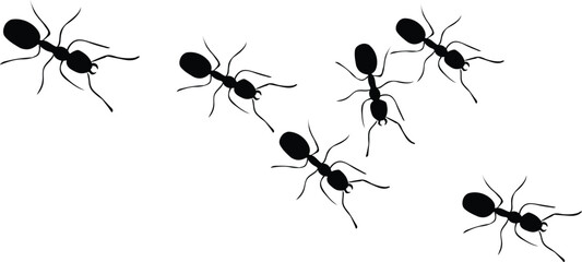 soldier ants.eps