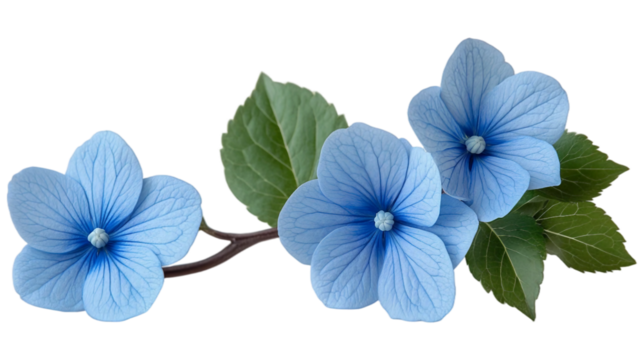 A delicate blue flower with a slender branch and vibrant green leaves, gracefully laid, isolated on white background. Suitable for marketing or business purposes. PNG file