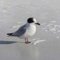 A little gull with a slight shadow beneath it, adding depth to the white backdrop.