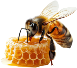 Bee on honeycomb, white isolate background