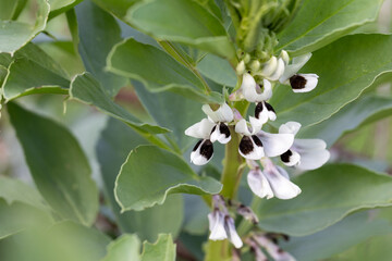 flowering green bean plant growing in the organic vegetable garden.