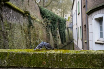 Pigeons on Mossy Bridge Over Canal