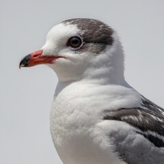 close up of a seagull