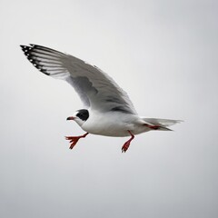 seagull flying in the sky