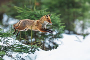 male red fox (Vulpes vulpes) high jump over the snow