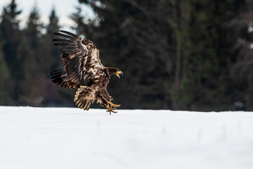White-tailed eagle (Haliaeetus albicilla) in the air in front of the forest