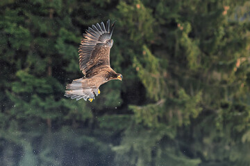 White-tailed eagle (Haliaeetus albicilla) in the air in front of the forest