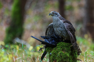 female The northern goshawk (Accipiter gentilis ) protecting the raven's prey