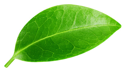 Obraz premium Leaf macro studio photo. Leaf isolated on white background. Clipping path Leaf