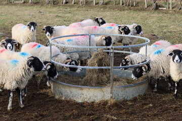 Sheep at a feed ring in winter © Francesca Leslie