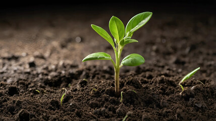 A vibrant seedling emerging from the soil.