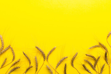 Sheaf of wheat ears close up and seeds on colored background. Natural cereal plant, harvest time...