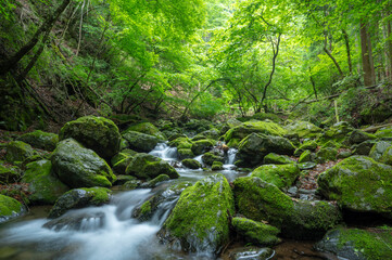 Obraz premium 初夏の渓流1