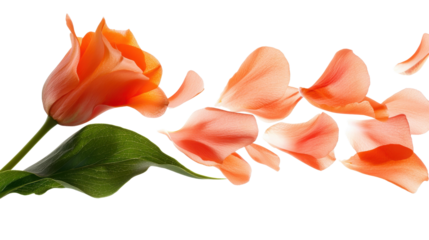 Orange tulip with flying petals on white background.