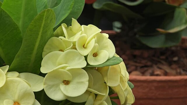 Close Up of Blossoming White Euphorbia Milli Flower.