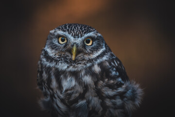 Little owl (Athene noctua) portrait. Dark orange blurred background. Owl sitting.