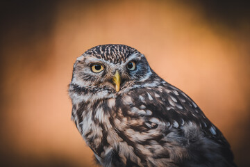 Little owl (Athene noctua) portrait. Dark orange blurred background. Owl sitting.