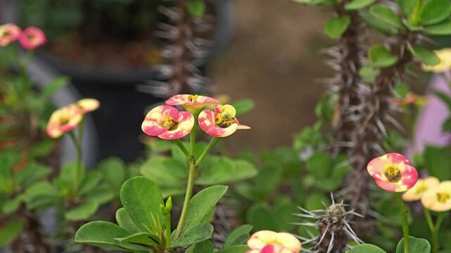 Crown of Thorns flower. Tiny pink and yellow. Euphorbia Milli Desmoul.
