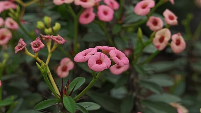 Euphorbia milli pink flower on green leaves. 