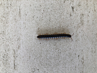 Anoplodesmus Saussurii isolated on a floor background, a species of millipede caterpillar, a black caterpillar