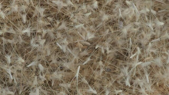 Grass flowers fall on the ground in summer, soft and blurr