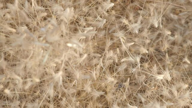 Grass flowers fall on the ground in summer, soft and blurr