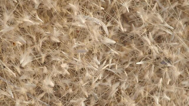 Grass flowers fall on the ground in summer, soft and blurr