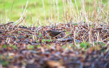 Stealthy Female Blackbird Foraging Among Winter Twigs: A Ground-Level View of a Vigilant Avian Explorer Surrounded by Subtle Earthy Tones