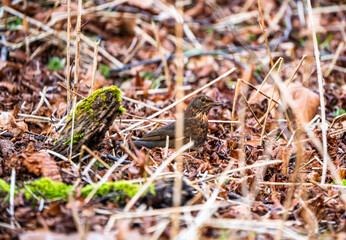 Female Blackbird Blending into Leaf Litter: A Stealth Woodland Forager Demonstrating Subtle Camouflage Amid Twigs and Earthy Hues