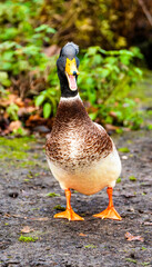 A great Duck with an attitude to challenge anyone