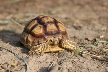 African Sulcata Tortoise Natural Habitat,Close up African spurred tortoise resting,cute animal