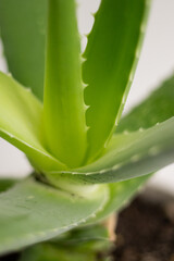 Fototapeta premium Close up of green Aloe vera plant leaves growing in a white pot